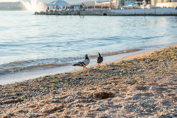 Dois Pombos Costa Arenosa Mar Negro Num Dia Ensolarado Pôr — Fotografia de Stock