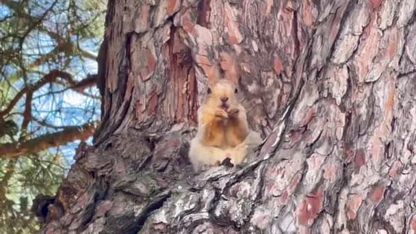 Ardilla Roja Sienta Una Rama Come Una Nuez Árbol Bosque — Vídeos de Stock