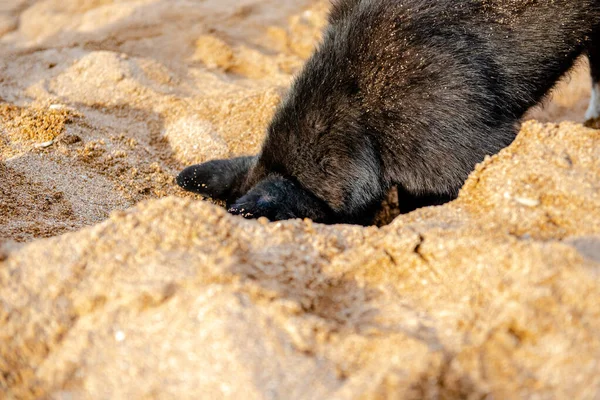 Grappige Zwarte Hond Graaft Een Gat Het Zand Het Strand — Stockfoto