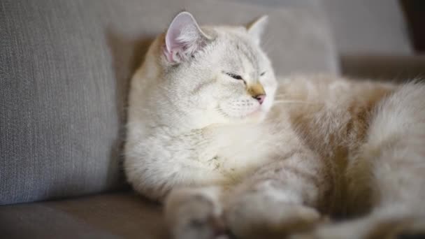 Gato Gris Claro Raza Británica Duerme Suavemente Sofá Primer Plano — Vídeos de Stock