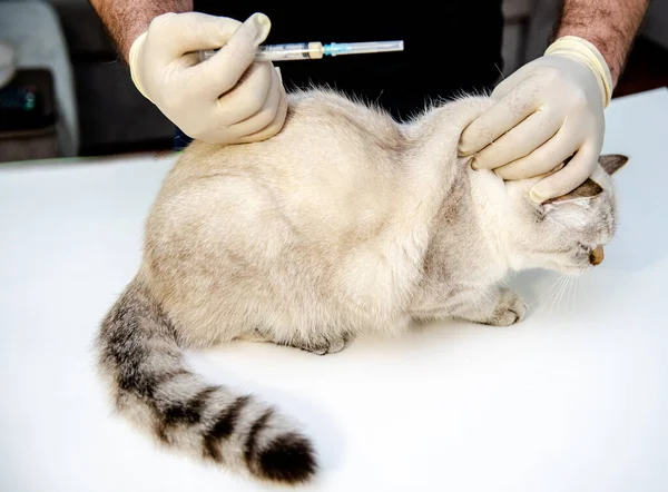 A veterinarian in white disposable gloves vaccinates a white British cat. An injection for a pet. At the veterinary clinic.