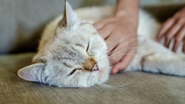 Hafif uyuyan bir kedi arka planı bulanık gri bir kanepede uzanıyor, sadece hayvanın yüzü odak noktasında. 