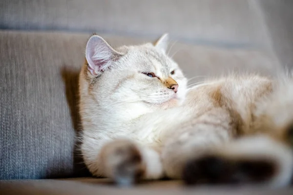 Светлая Спящая Кошка Лежит Сером Диване Размытым Фоном Лицо Животного — стоковое фото