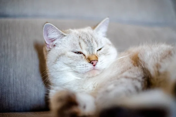 Hafif Uyuyan Bir Kedi Arka Planı Bulanık Gri Bir Kanepede — Stok fotoğraf