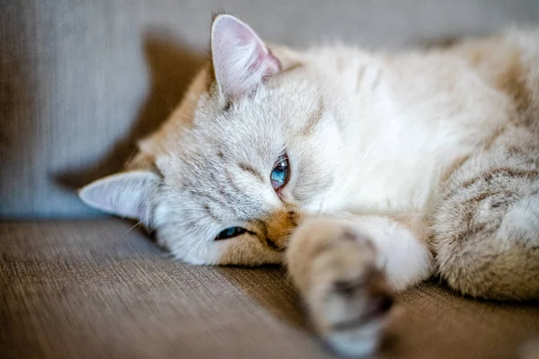 Hafif Uyuyan Bir Kedi Arka Planı Bulanık Gri Bir Kanepede — Stok fotoğraf