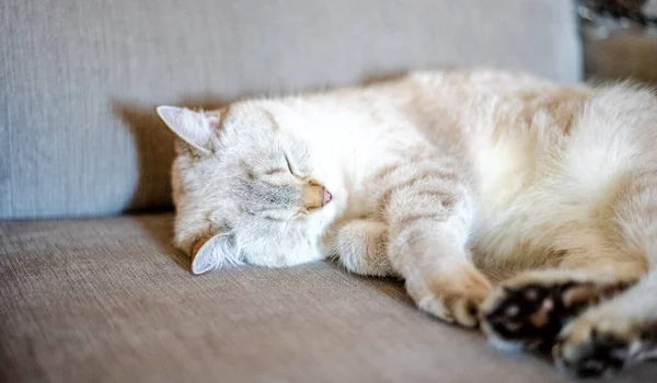 Hafif Uyuyan Bir Kedi Arka Planı Bulanık Gri Bir Kanepede — Stok fotoğraf