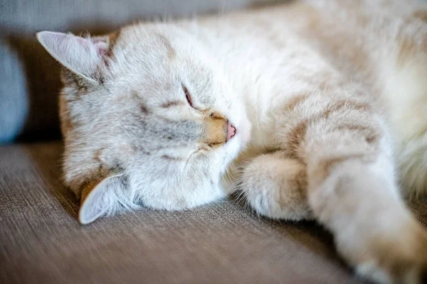 Светлая Спящая Кошка Лежит Сером Диване Размытым Фоном Лицо Животного — стоковое фото