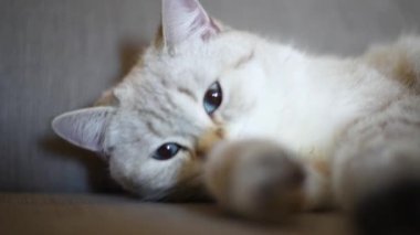 Açık gri kedi uyanır, gözlerini açar ve tekrar uykuya dalar. Kitty kameraya bakıyor. Kediler mutlu sevimli evcil hayvanlar konsepti 