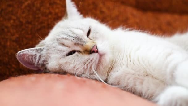 Gatto Domestico Bianco Razza Britannica Sdraiato Divano Marrone Dormi Gioca — Video Stock