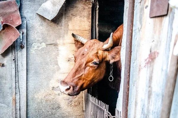 Корова Загоне Ферме — стоковое фото