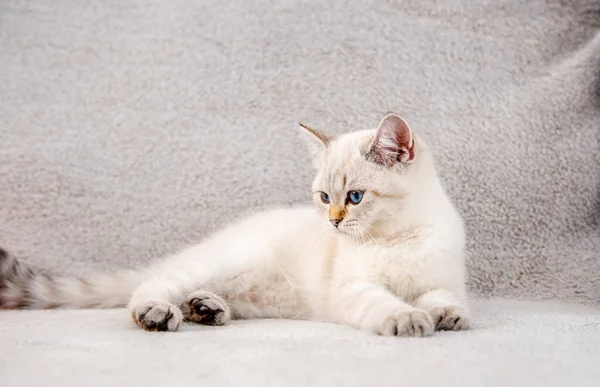 Mavi Gözlü Sevimli Açık Gri Bir Ngiliz Kedisi Gri Bir — Stok fotoğraf