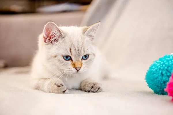 Cute Light Gray British Kitten Blue Eyes Sitting Gray Sofa — Stock Photo, Image