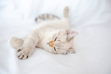 Açık gri bir kedi beyaz bir çarşafta yatar. 