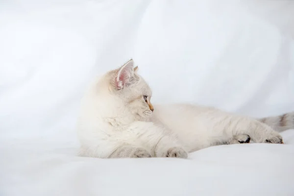 Light Gray Cat Lies Bed White Sheet — Stock Photo, Image