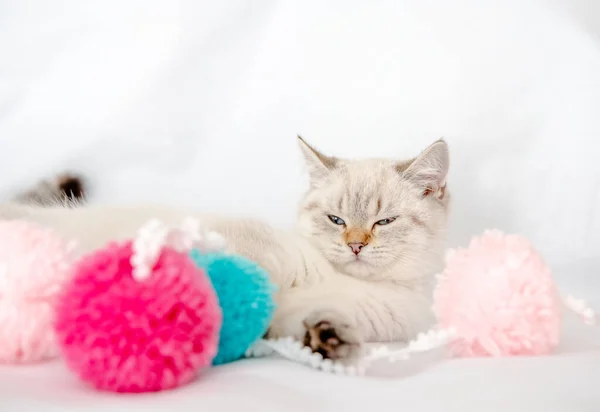 Light Gray Cat Lies Bed White Sheet Plays Tangles — Stock Photo, Image