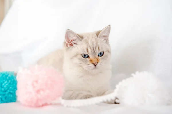 Light Gray Cat Lies Bed White Sheet Plays Tangles — Stock Photo, Image