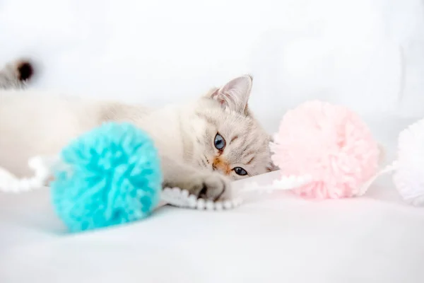 Light Gray Cat Lies Bed White Sheet Plays Tangles — Stock Photo, Image