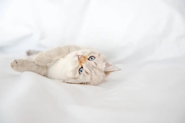 British Shorthair Cat Lying Looking White Background Isolated — стоковое фото