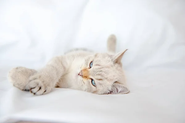 Gatto Grigio Chiaro Giace Letto Lenzuolo Bianco — Foto Stock