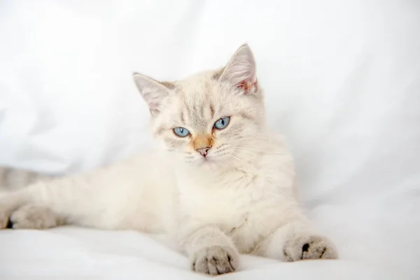 브리티시 쇼트헤어 고양이 거짓말 스톡 사진