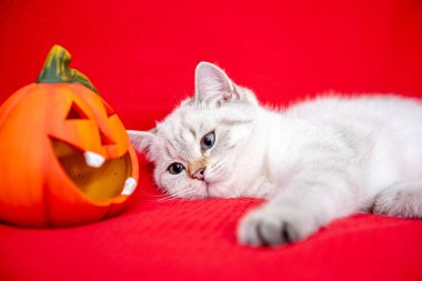 Beyaz şirin kedi yavrusu Cadılar Bayramı 'nı kutlayan balkabağıyla kırmızı battaniyede poz veriyor. 