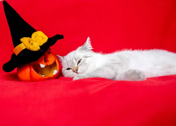 Cute White Kitten Posing Red Blanket Pumpkin Celebrating Halloween — Stock Photo, Image