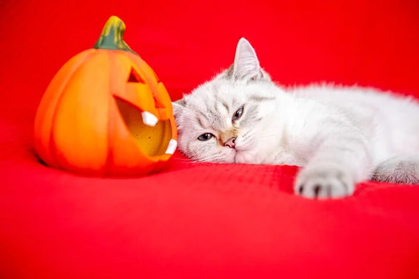 Cute White Kitten Posing Red Blanket Pumpkin Celebrating Halloween — Stock Photo, Image