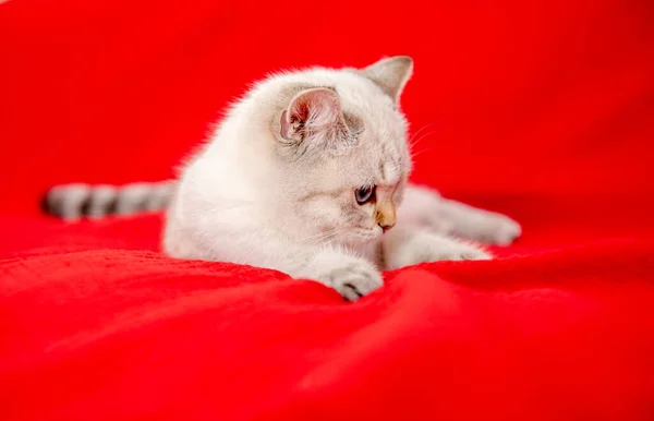 Kırmızı Arka Planda Izole Edilmiş Beyaz Kedi Yavrusu Hediye Kutusuyla — Stok fotoğraf