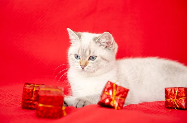 White Kitten Playing Gift Box Isolated Red Background Christmas New — Stock Photo, Image