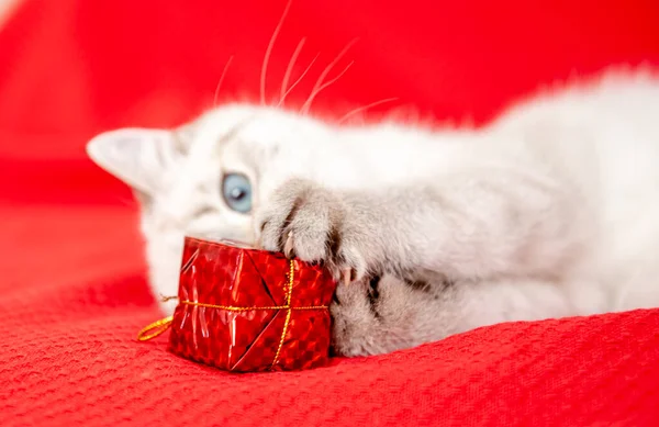 White Kitten Playing Gift Box Isolated Red Background Christmas New — Stock Photo, Image