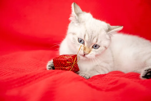 White Kitten Playing Gift Box Isolated Red Background Christmas New — Stock Photo, Image