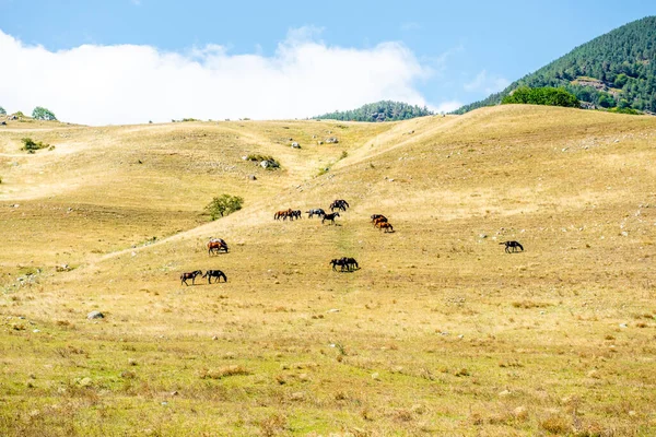 成群的马一起在田里吃草 在草地上吃马 — 图库照片