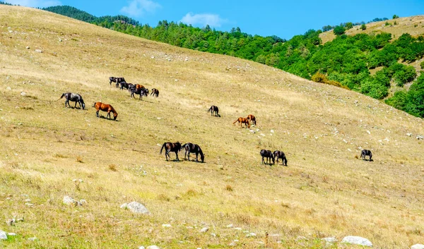 Лошади Едят Траву Поле Лошади Лугу — стоковое фото