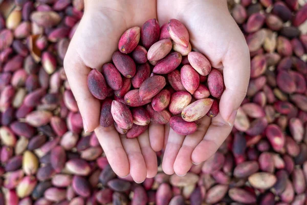 Ręce Samicy Trzymające Świeże Pistacje Zdjęcia Stockowe bez tantiem