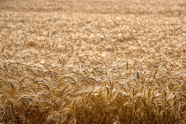 Golden Wheat Field Summer Day Royalty Free Stock Images