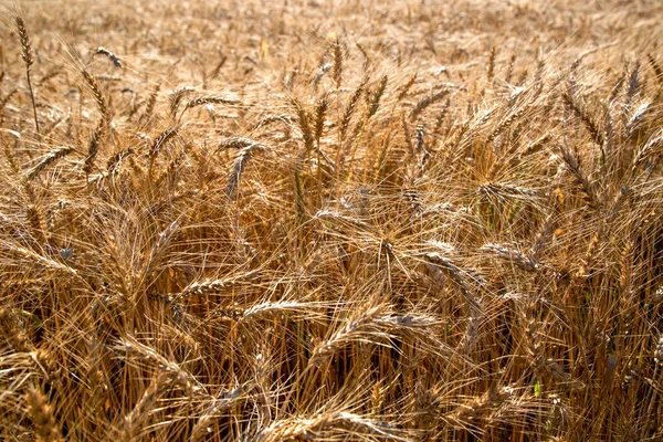 Golden Wheat Field Summer Day Royalty Free Stock Images