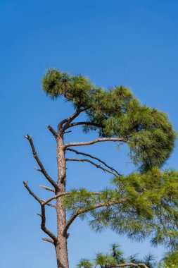 Mavi gökyüzü arkaplanındaki ağaç