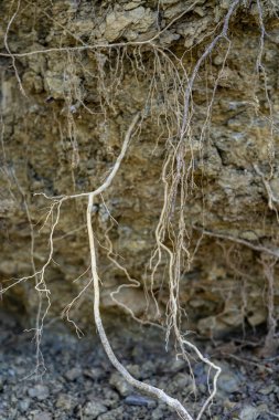 Kayalıklardaki ağaç köklerinin ayrıntıları