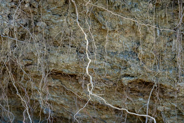 Details Der Baumwurzeln Der Felswand — Stockfoto