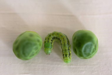 Ahşap arka planda solucanlı yeşil bezelyeler.