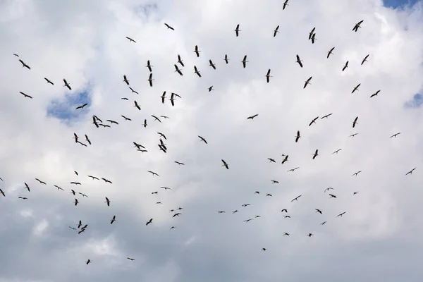 Migración Cigüeñas Cielo Azul Fondo Nubes Blancas — Foto de Stock