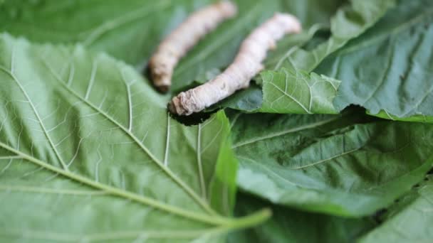 Silkworm Eating Mulberry Green Leaf — Stock Video