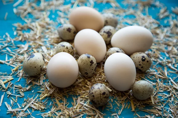 Eggs — Stock Photo, Image