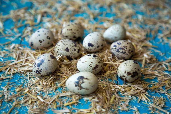 Перепелиные яйца — стоковое фото