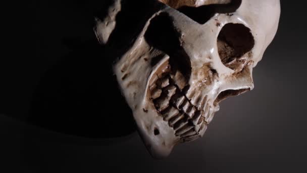 Analyzing Human Skull Close — Stock Video