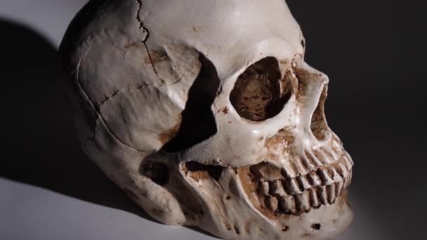 Analyzing Human Skull Close — Stock Video