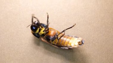 Makro böceğin yakın çekim görüntüsü