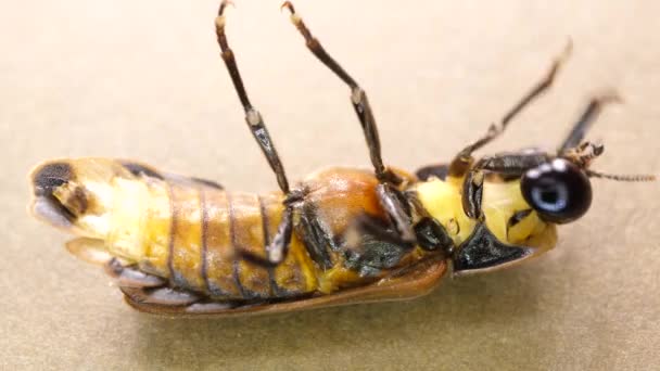 大型昆虫特写镜头 — 图库视频影像