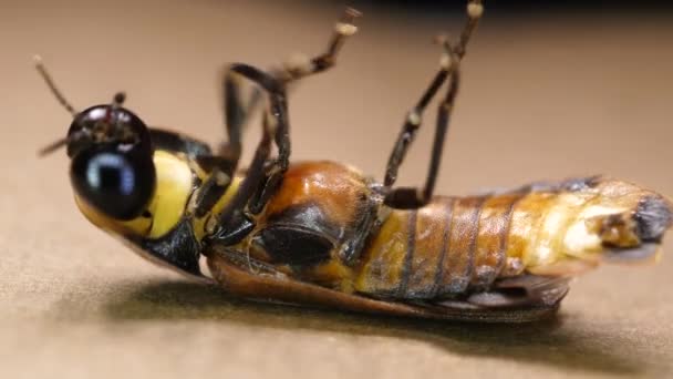 Makro Nahaufnahme Von Insekten — Stockvideo