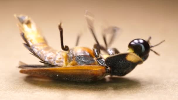 Makro Närbild Skott Insekt — Stockvideo
